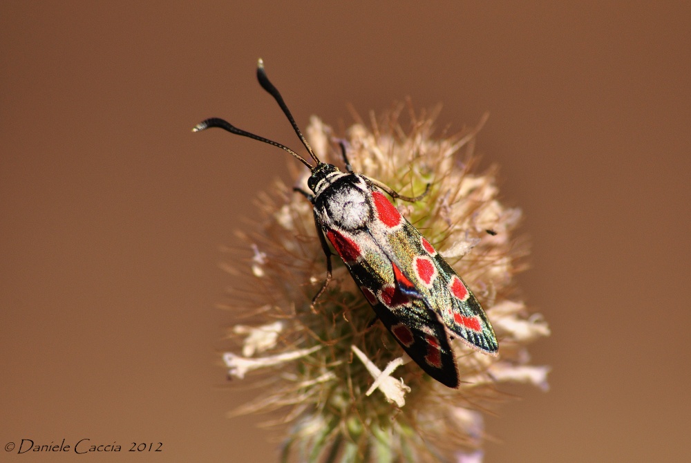 Zygaena